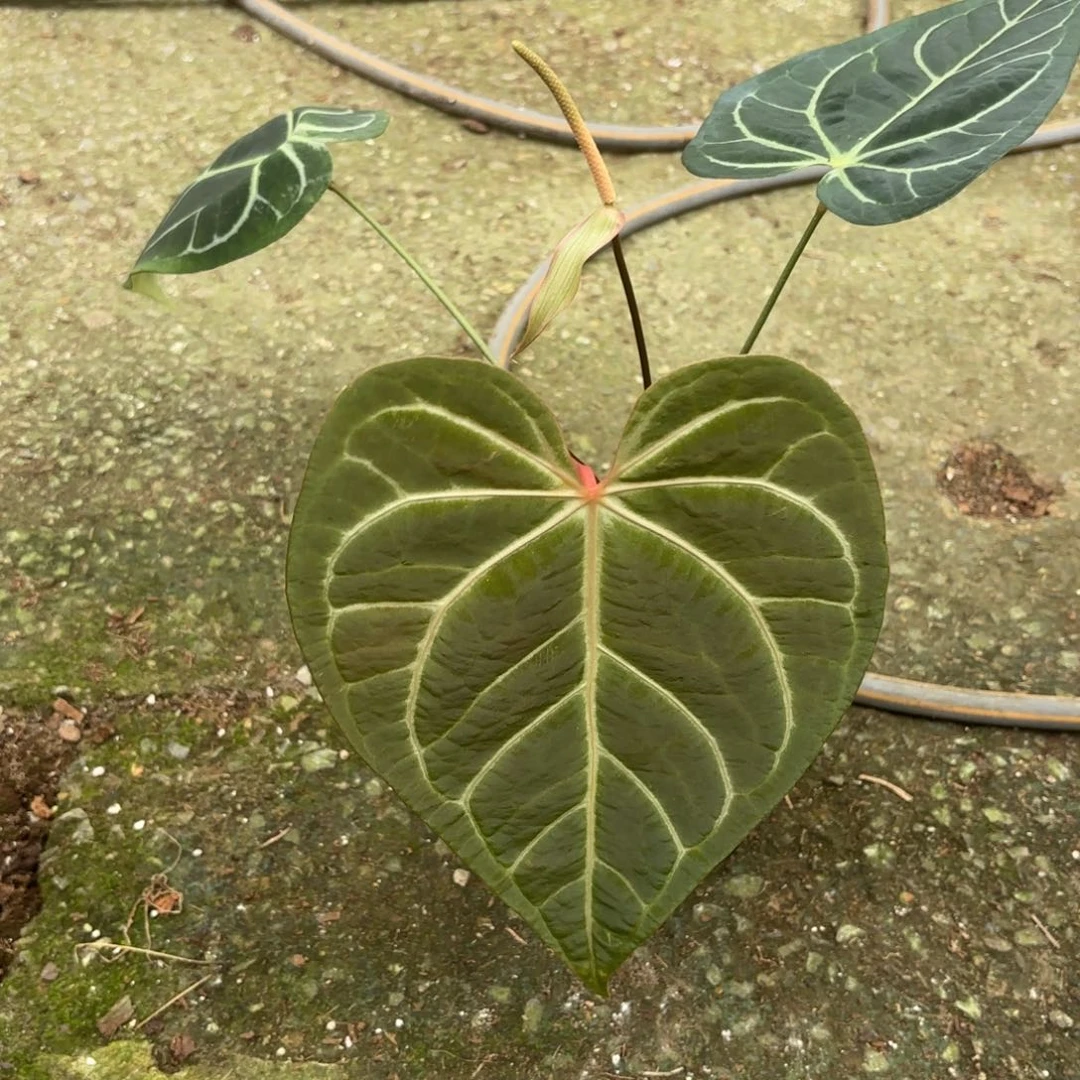 完全开放红水晶杂帝王