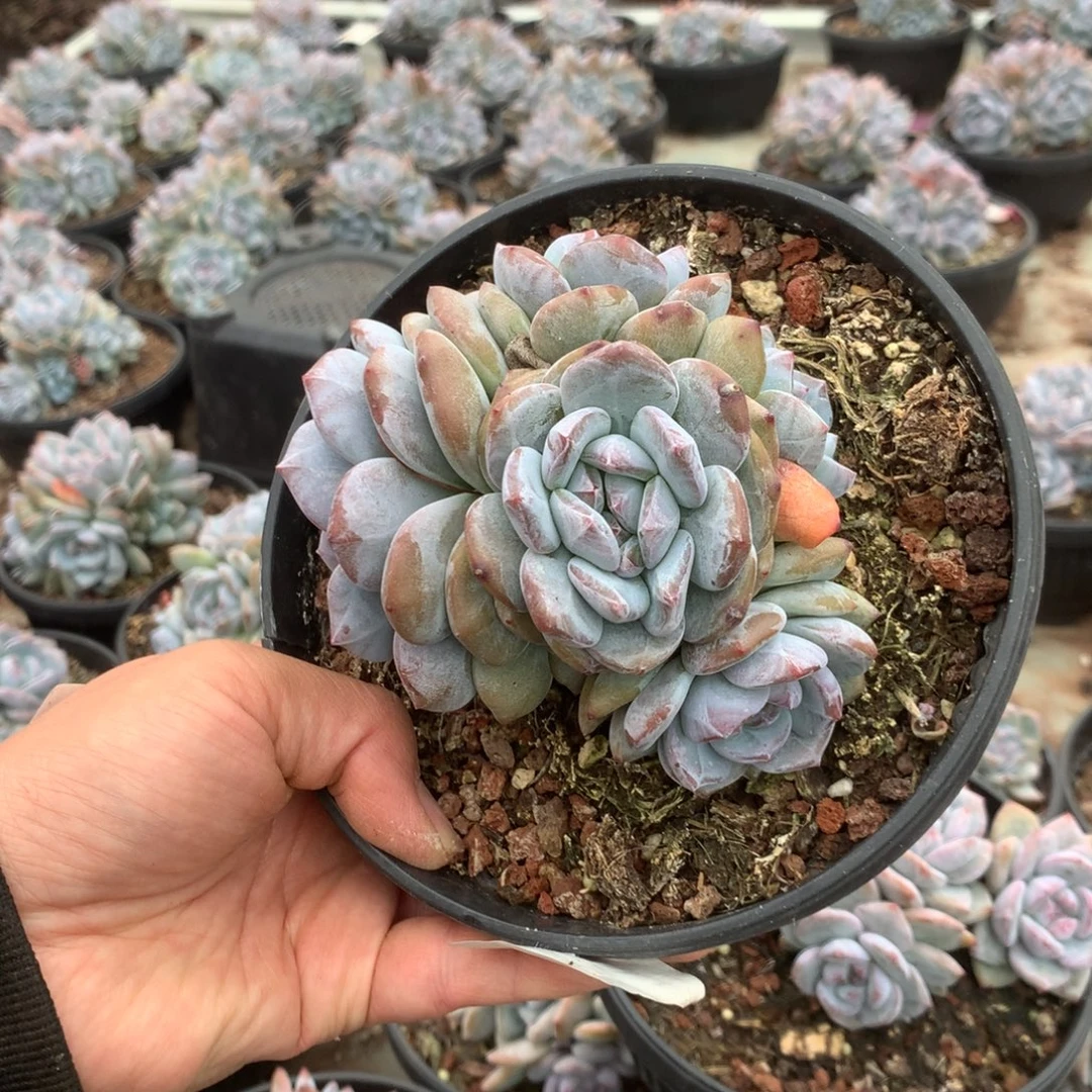 无花朵无砍哈哈哈哈哈哈哈20