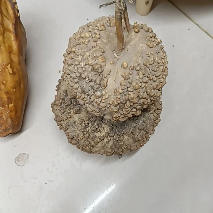 柯满天星疙瘩葫芦！！！！！