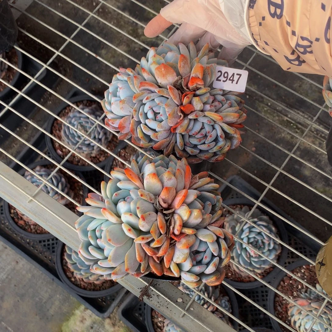 2947两个多头一起走的