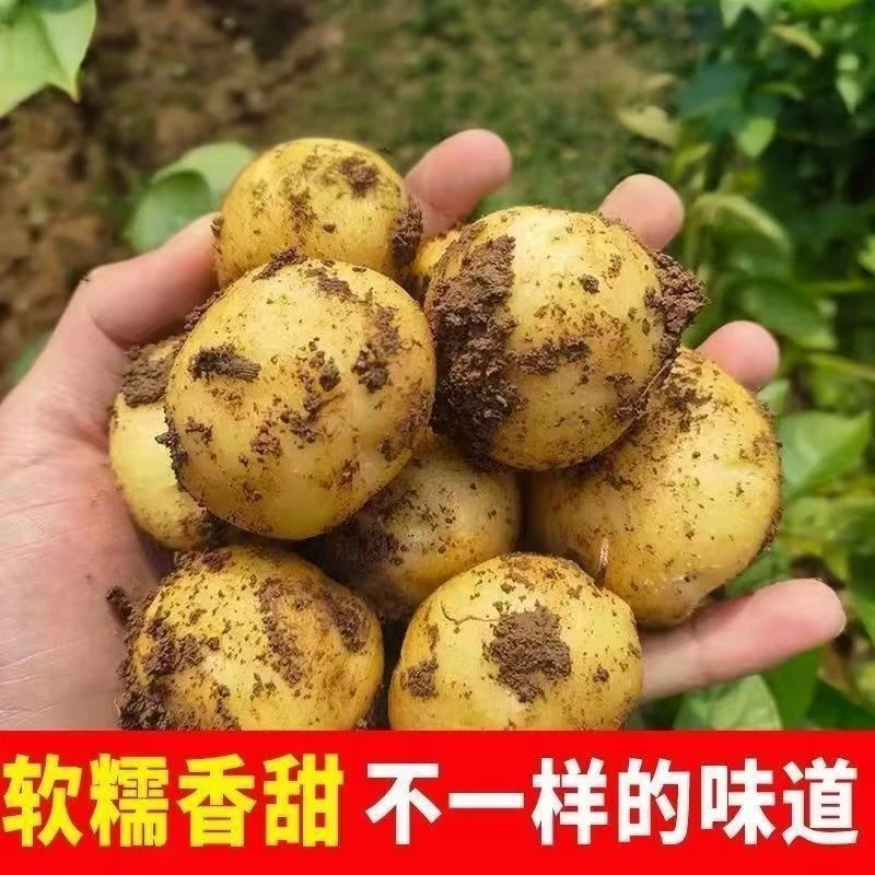 农家新鲜现挖高山黄心小土豆粉糯香甜适合炖菜烧烤