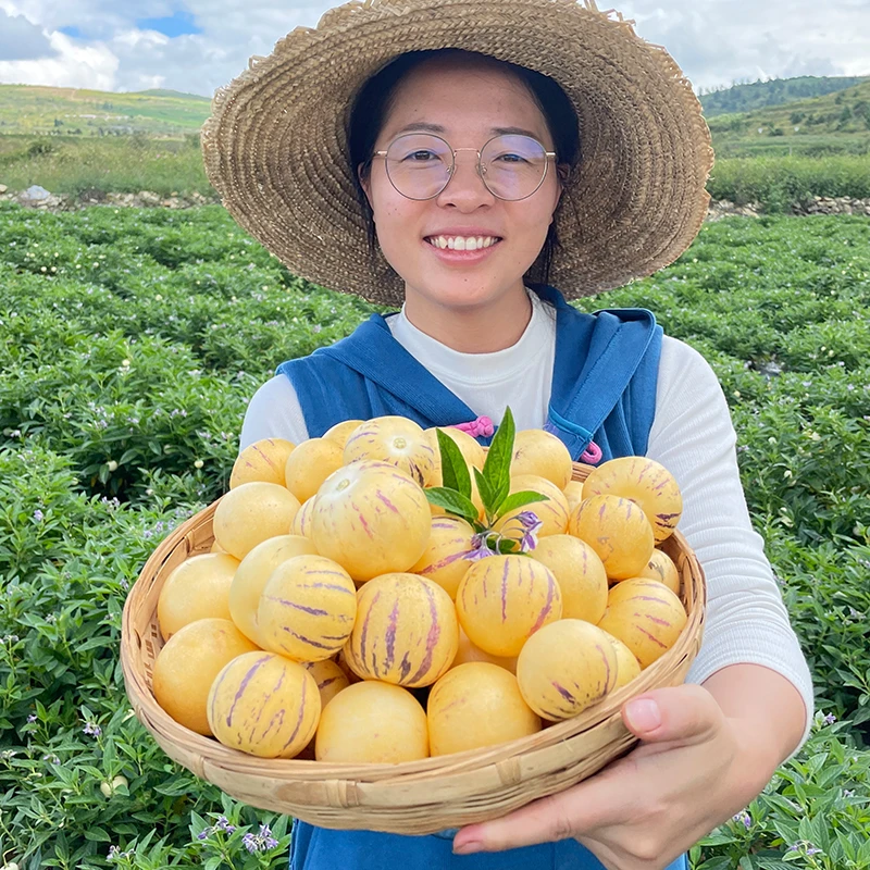 云南石林人参果圆果树上成熟现摘发货食用清甜多汁5斤装