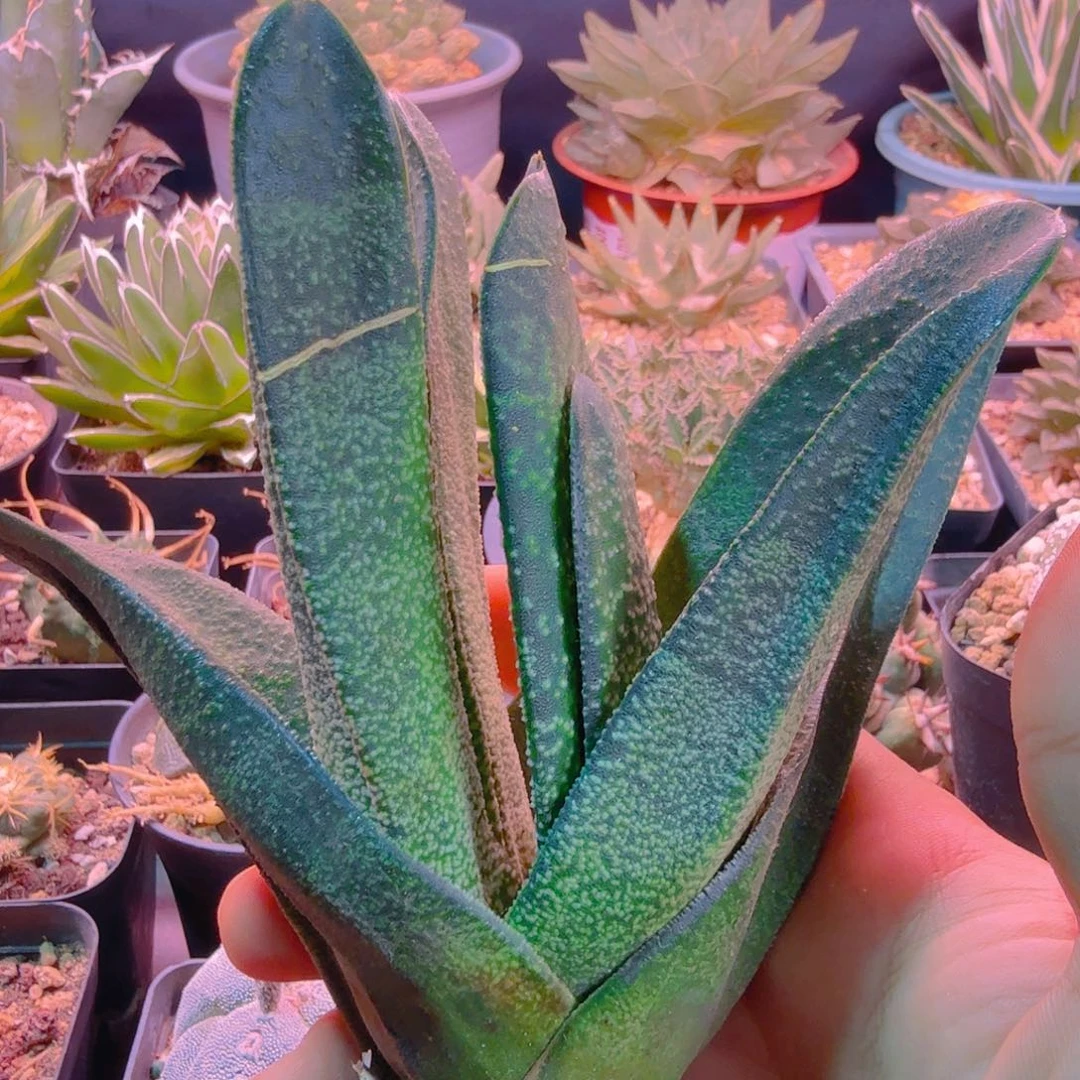 A***j多肉植物多肉植物
