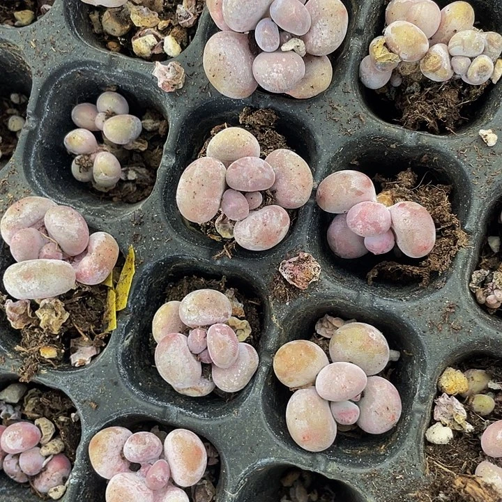 橙雪球3元5颗满18包邮福利