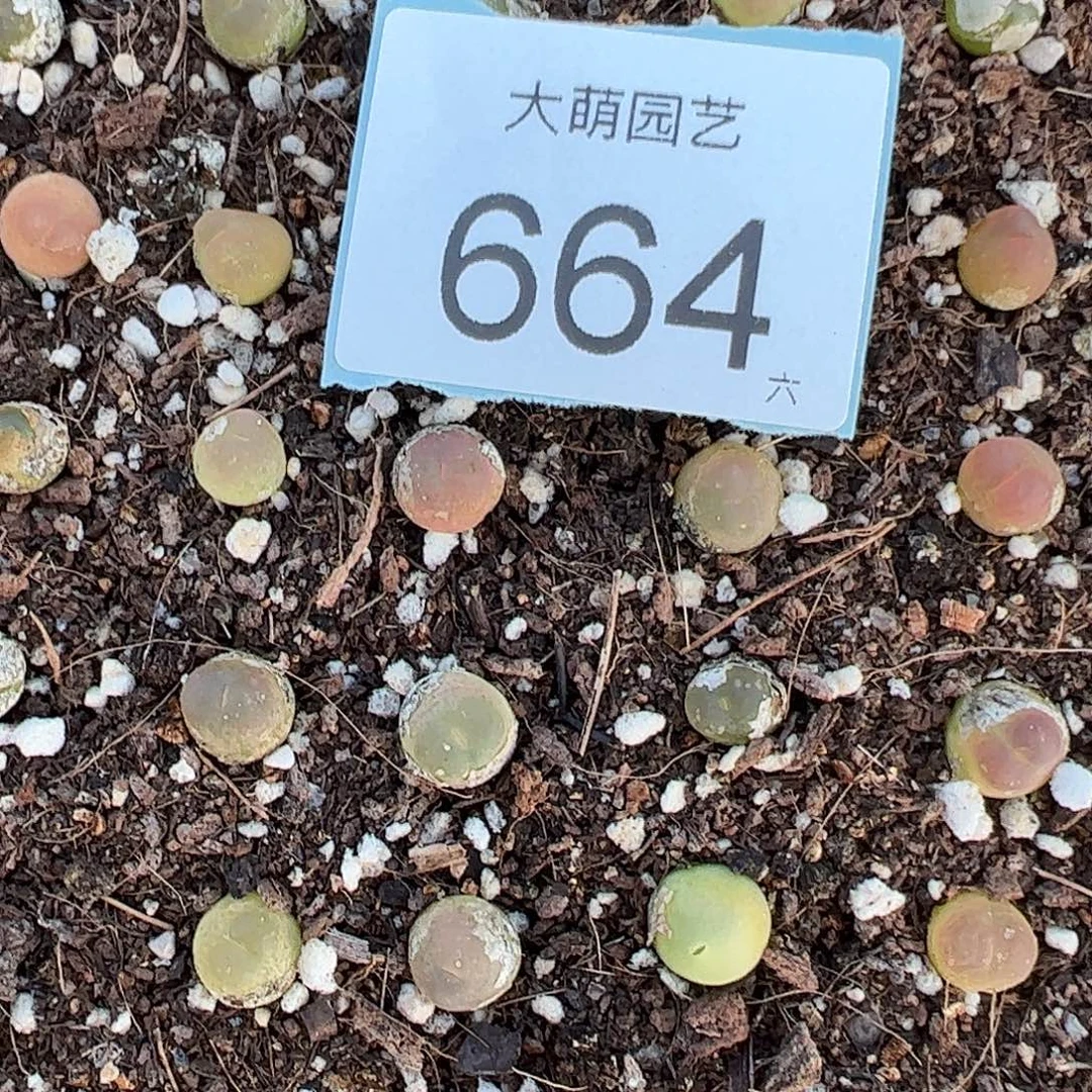0000664量拍3年拉登1颗尺寸0.8上下默认微瑕