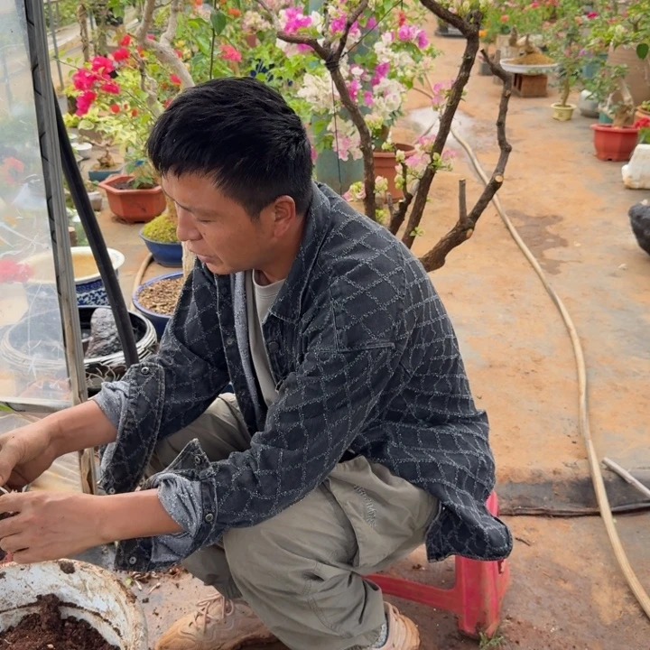 L***末无花朵三角梅裸根发货