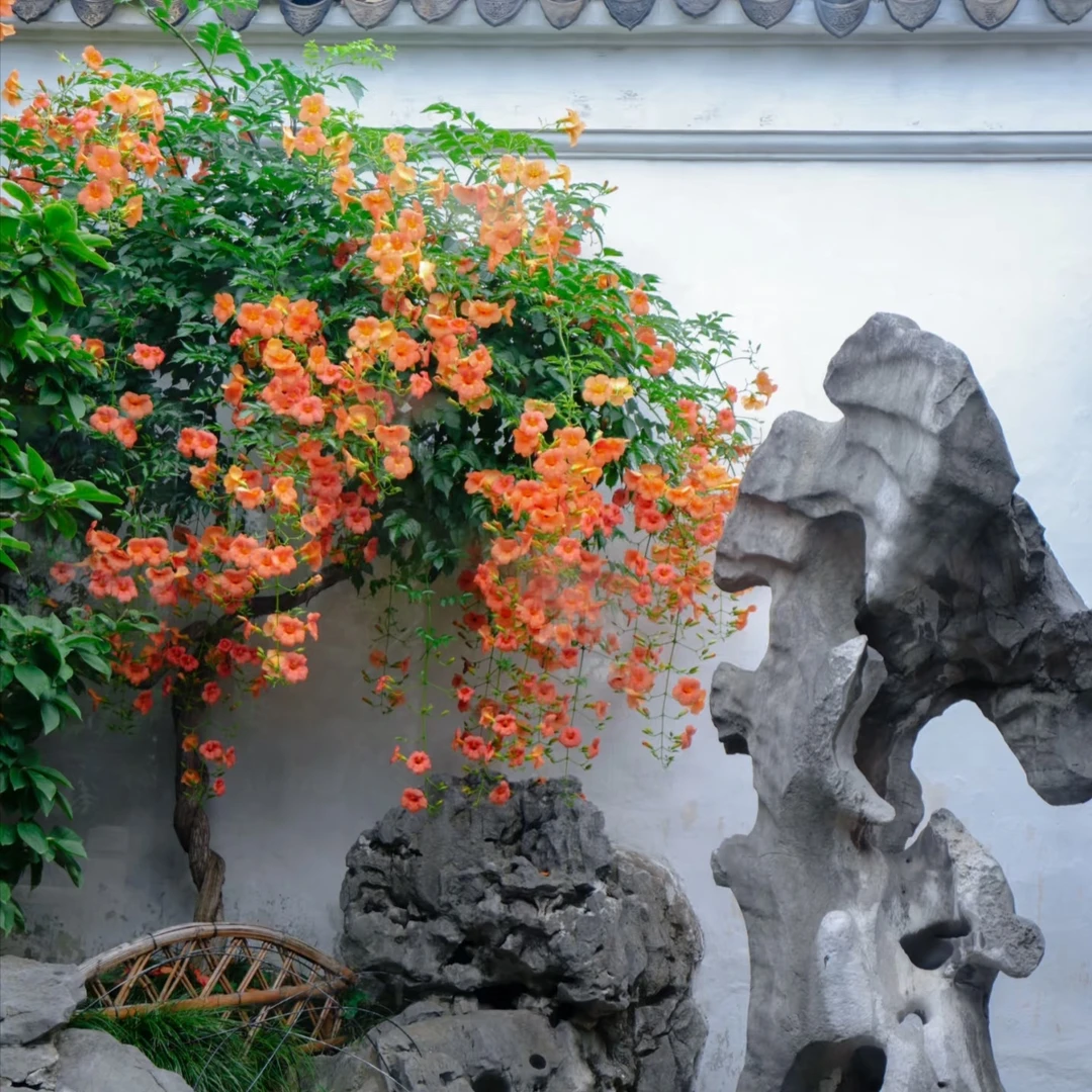 中华凌霄花苗庭院攀援花卉四季开花阳台植物