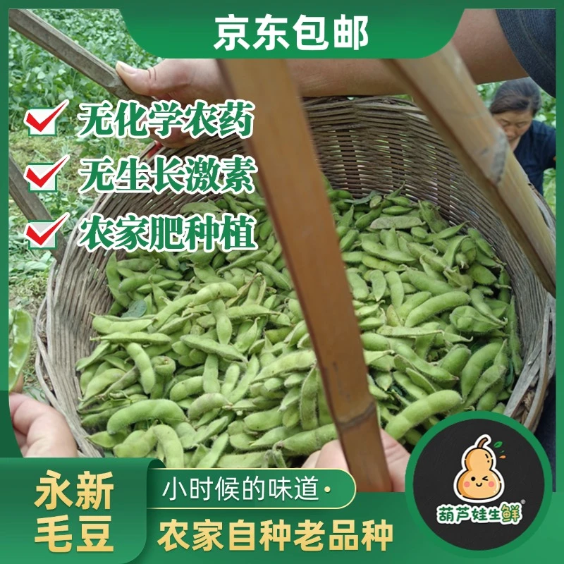 【新鲜毛豆】永新本地露天毛豆现摘现发带壳发货新鲜精甜可口井冈山