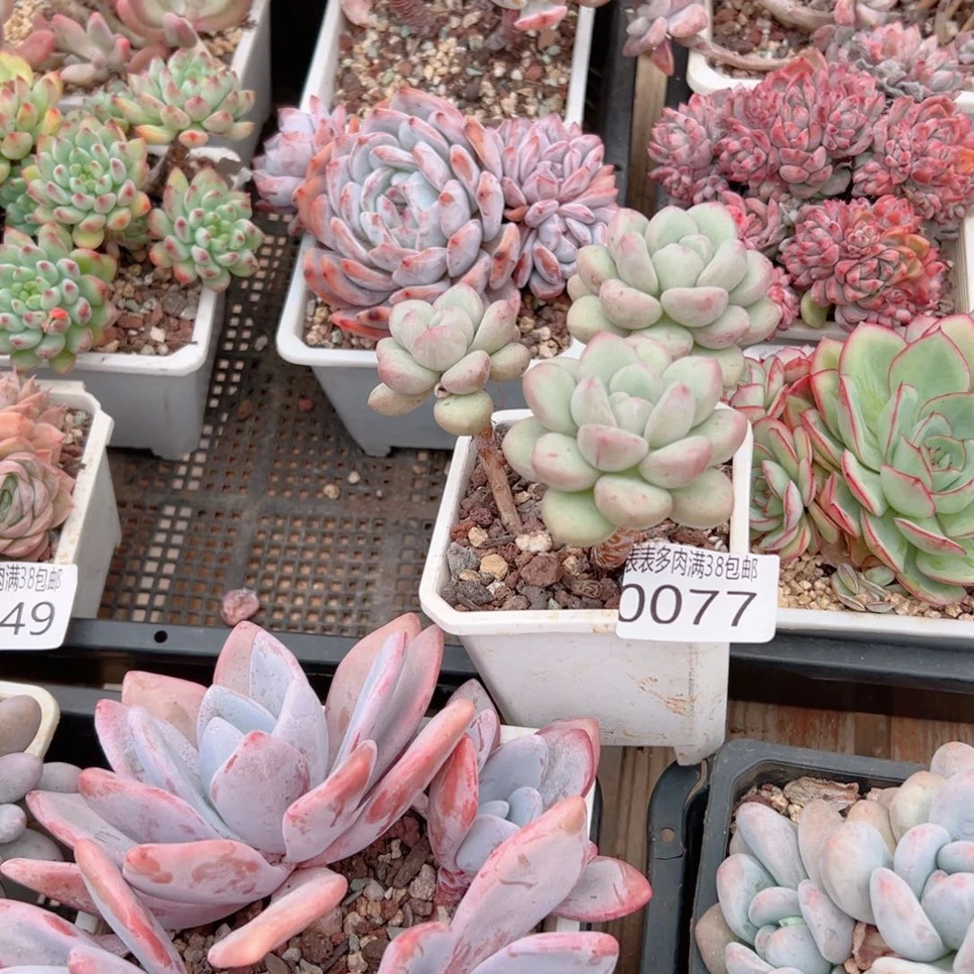 林***哒无花朵多肉一物一拍植物0077