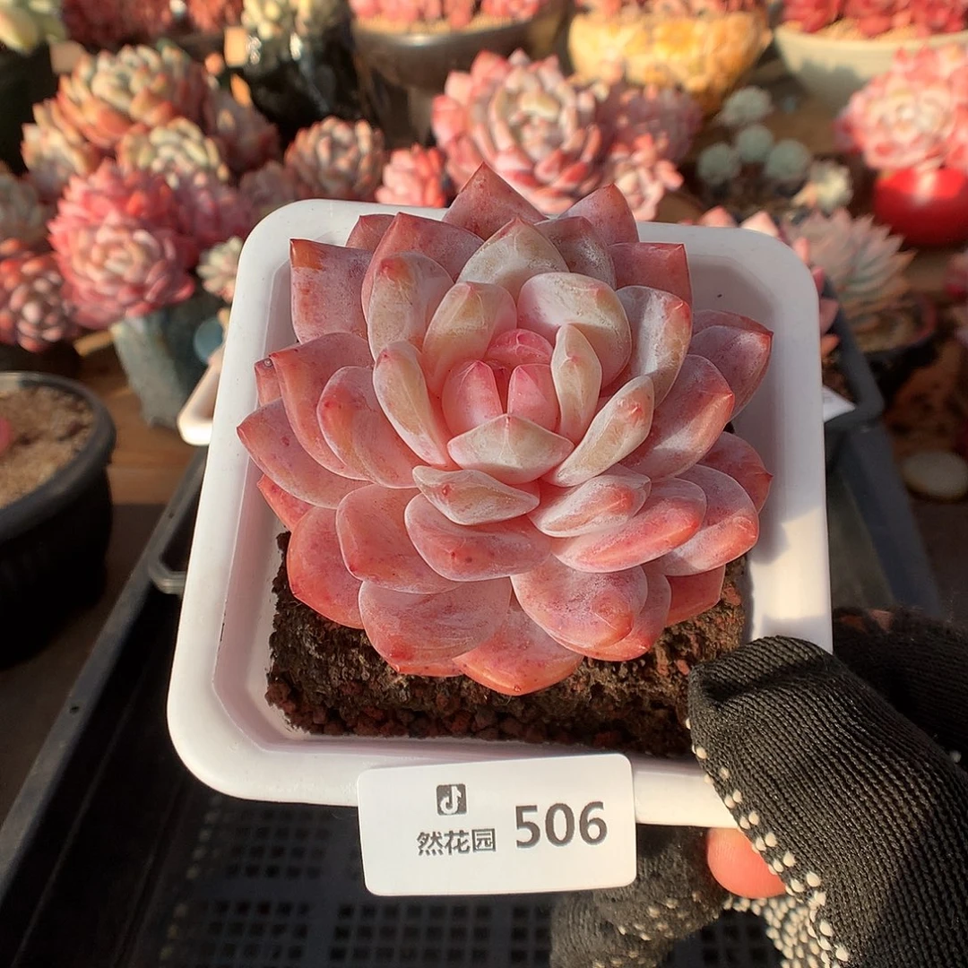 506雪天使多肉植物666