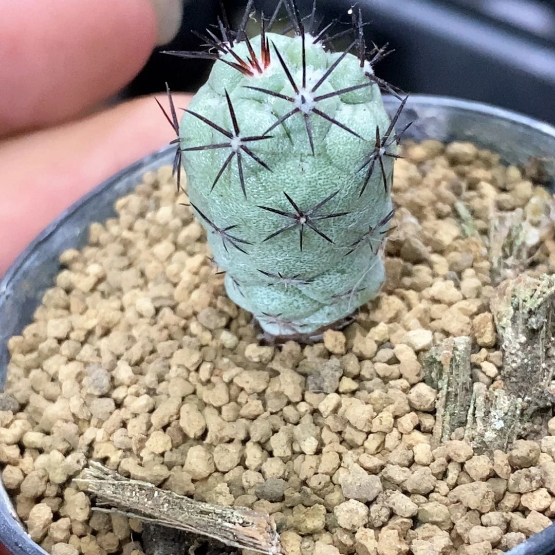 孤品自根完美品相帝王丸31号