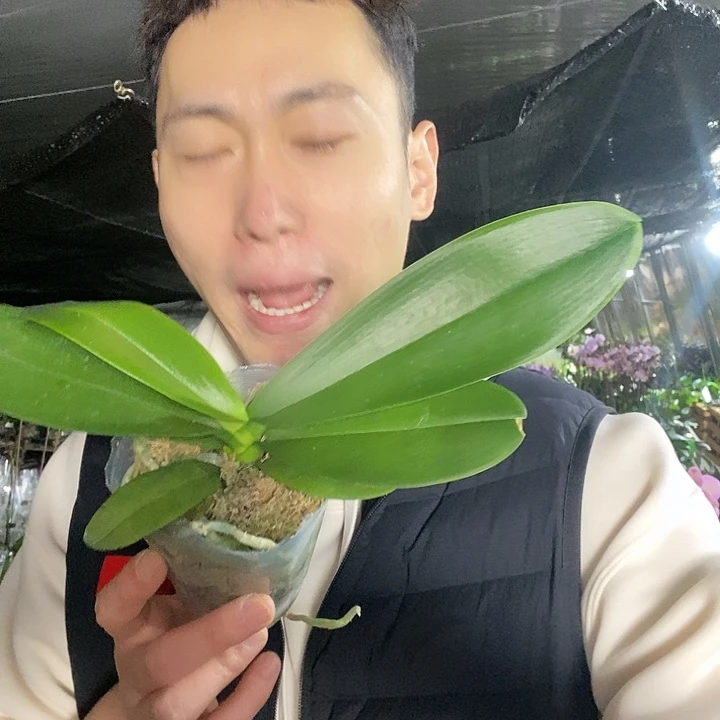 无花朵豆蔻年华带花剑
