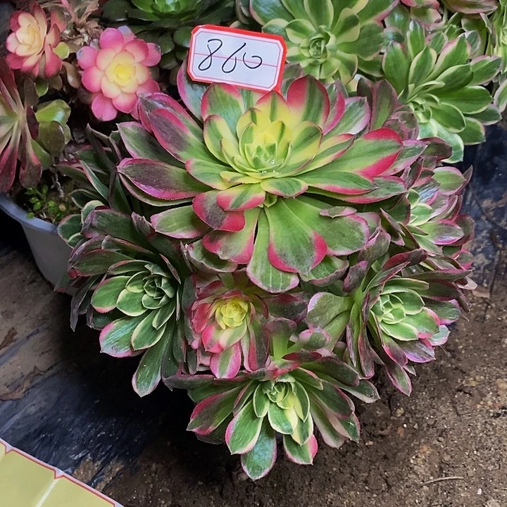 粉体海仙老桩捧花860