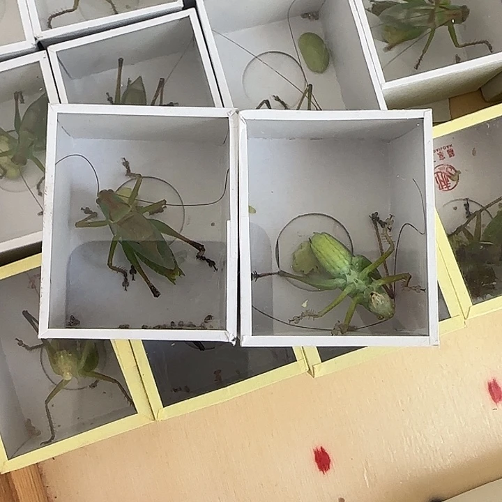 扎嘴2只啊啊啊啊啊啊