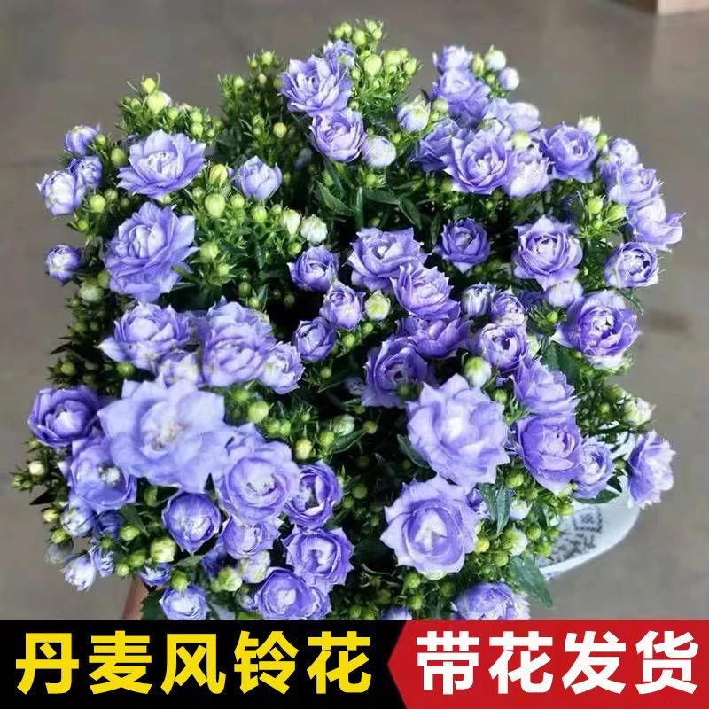 【带花苞】丹麦风铃花盆栽四季开花耐寒好养活室内阳台绿植花卉苗