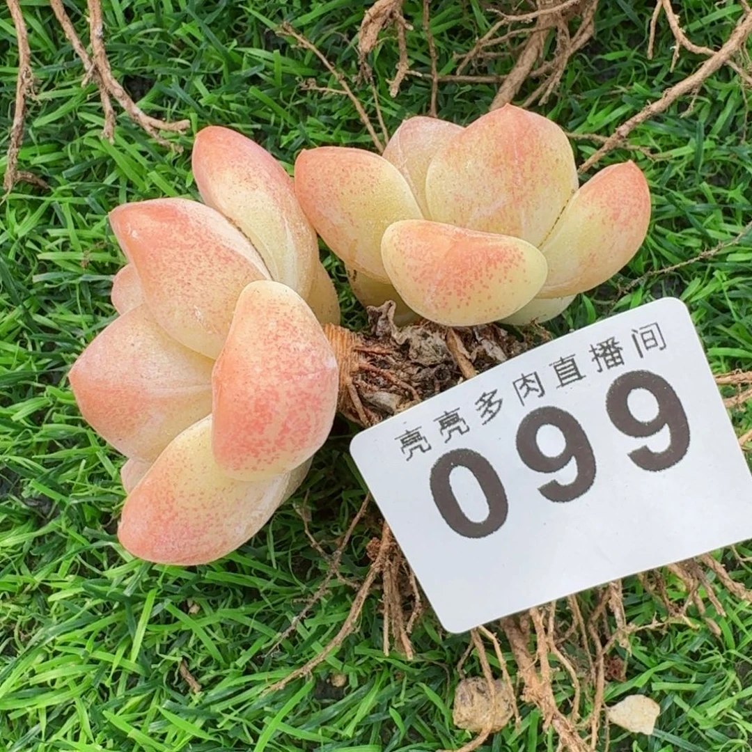 冰玉老桩          摇身一变高富帅，一夜暴富动作快