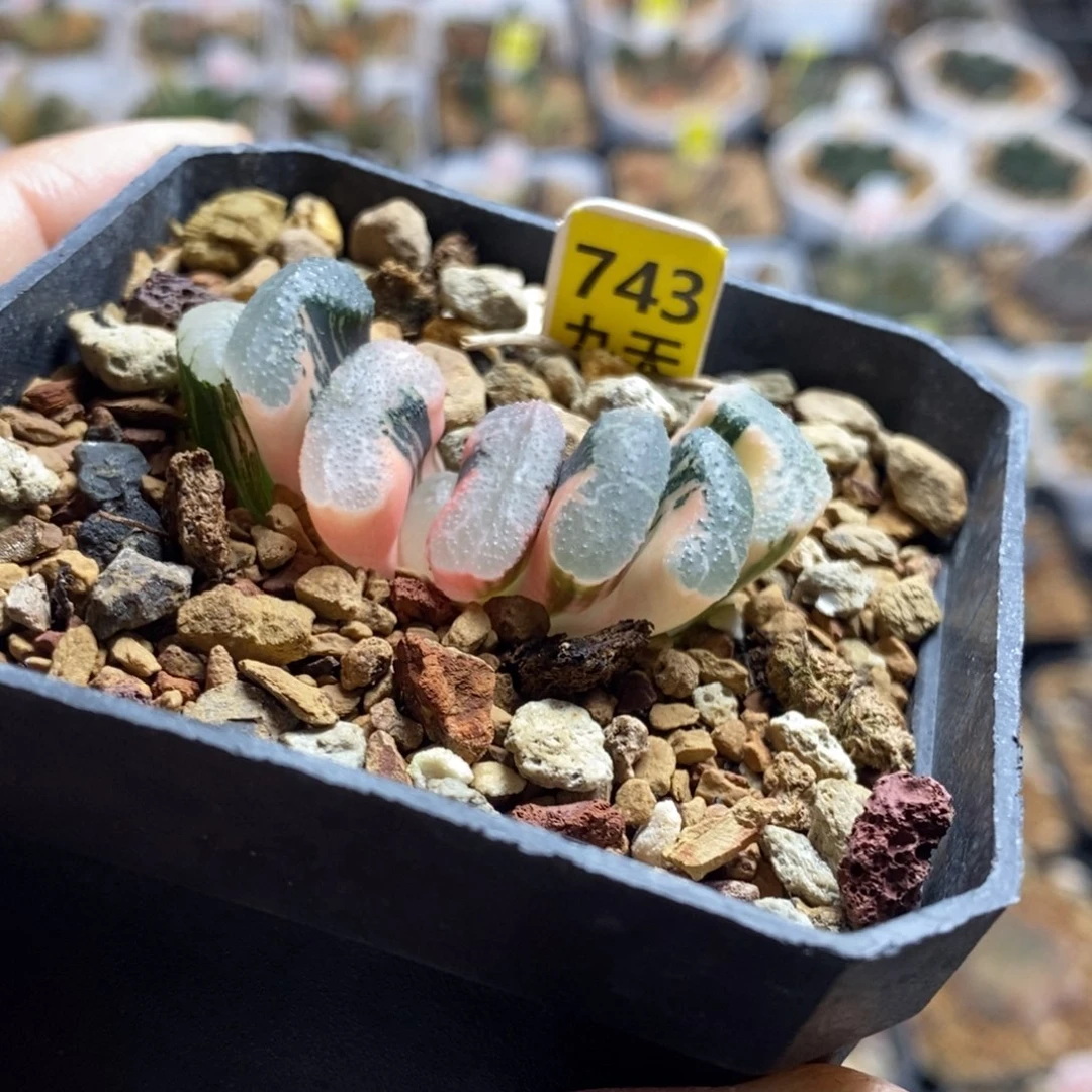 743号浮藻玉扇锦多肉