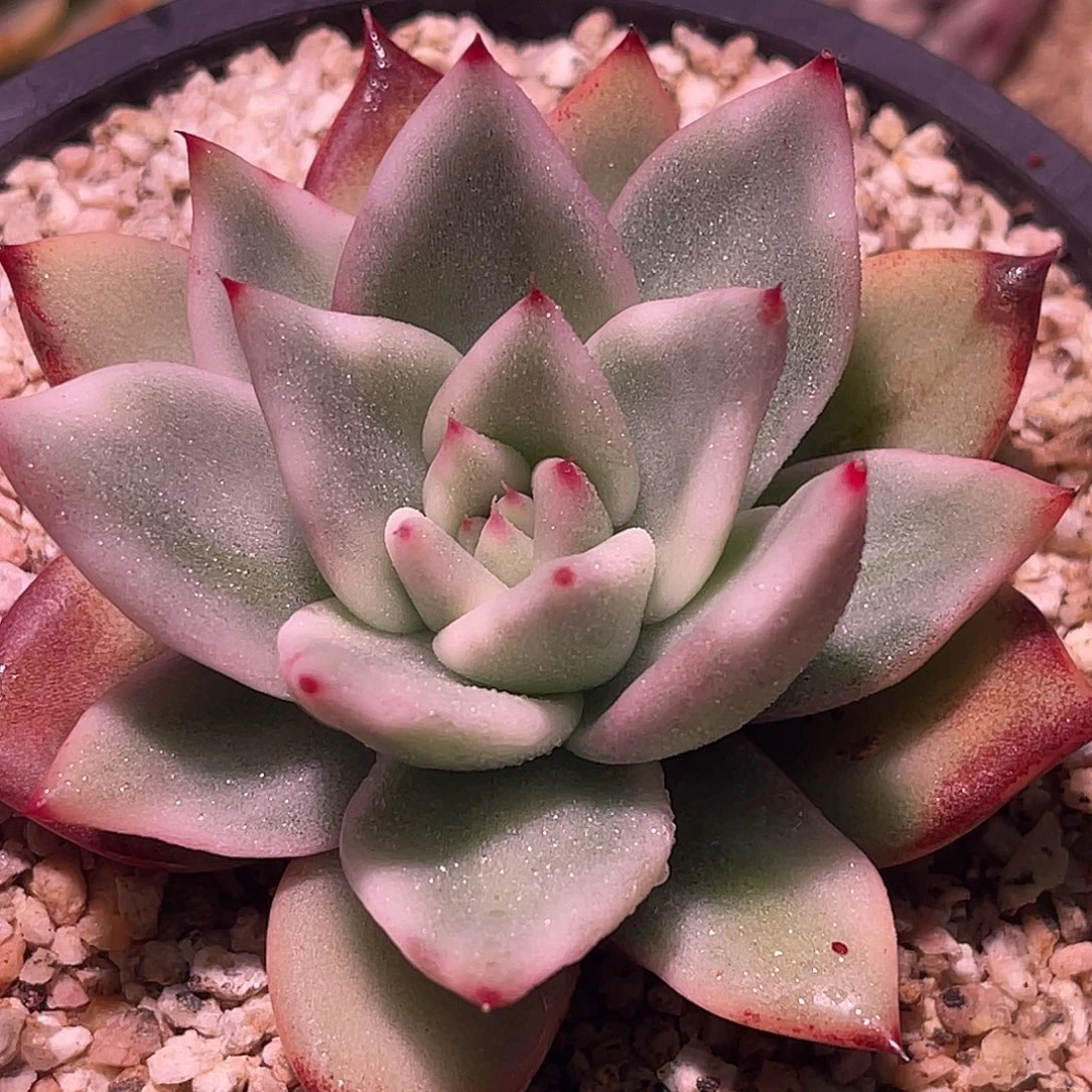 失***控尚品园艺园艺福利东云锦