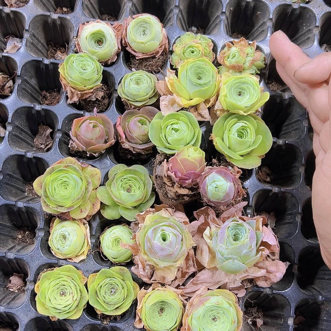 玫瑰苗组合24个19包邮