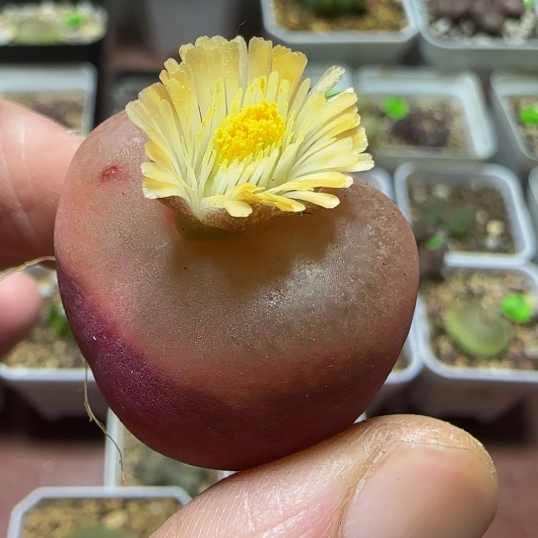 2.6+漂亮多肉植物476