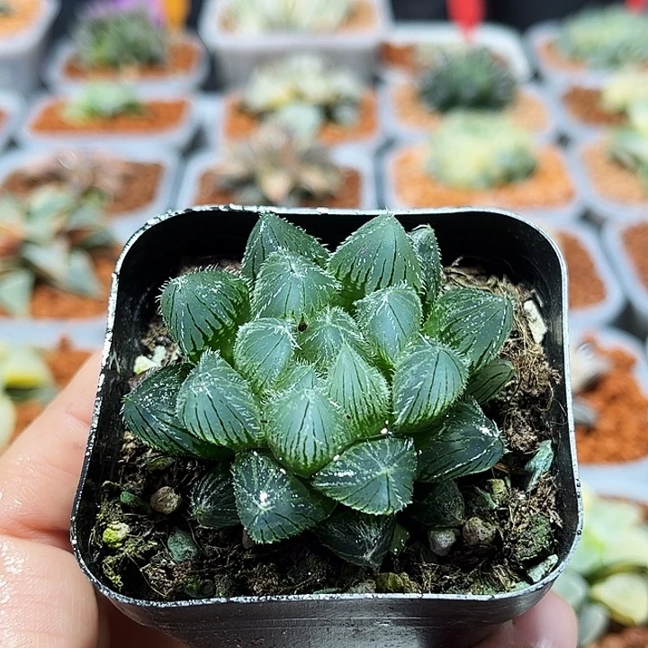 十二卷多肉蓝光毛玉露