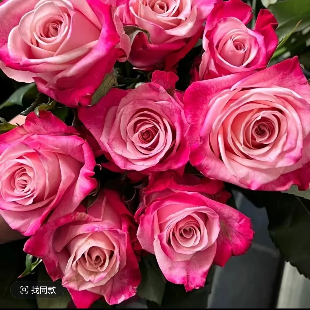 扶摇 超新品进口切花多季节重复开花