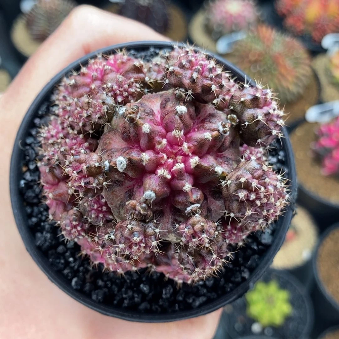 E****.专拍的 米哈仙人球