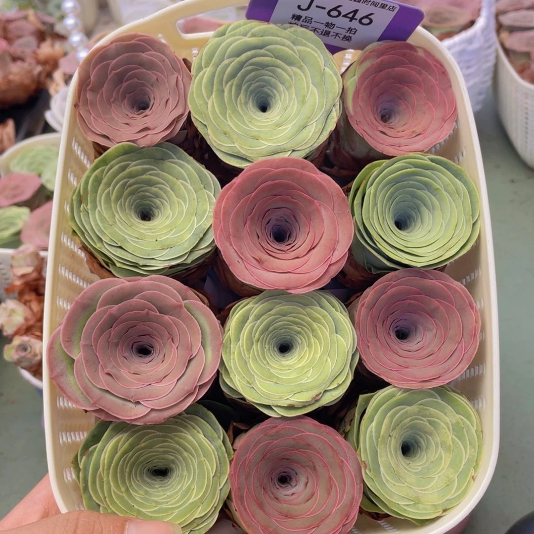 山地玫瑰J646花篮组合