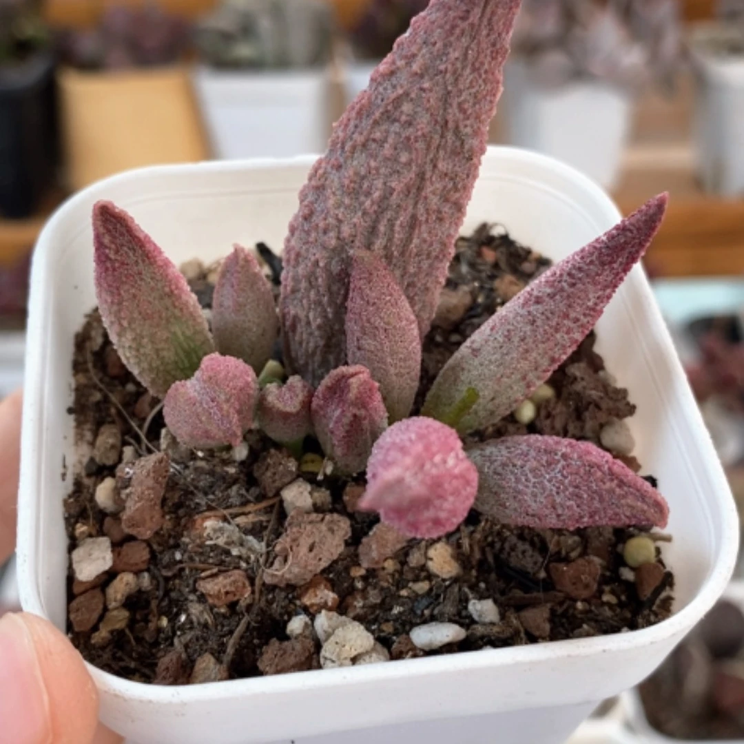 【闪购商品】无花朵哈默纯红