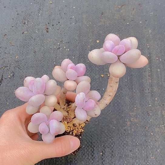 665多肉植物老桩