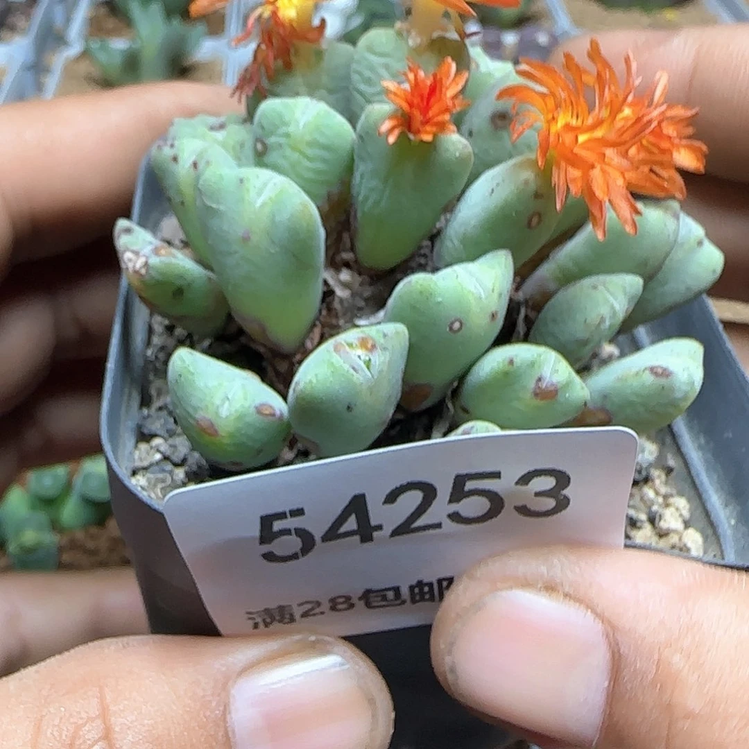 6***6好看视频在线观看54253