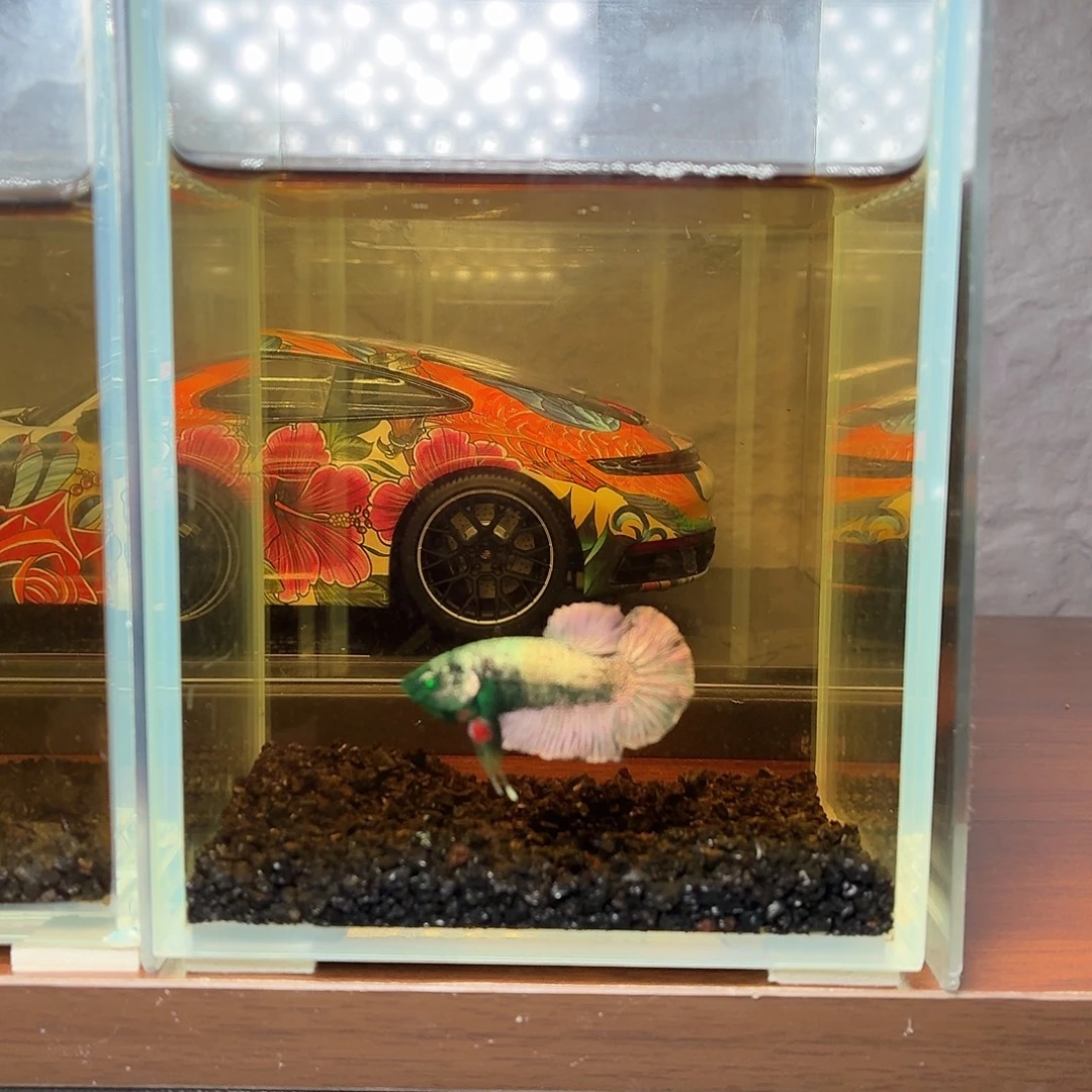 斗鱼黑金绿魔将军公鱼