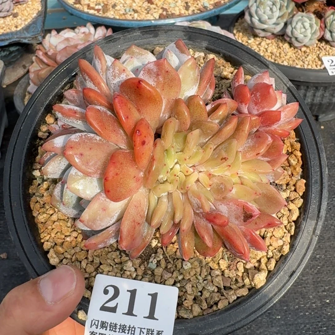 211星影缀化11cm左右