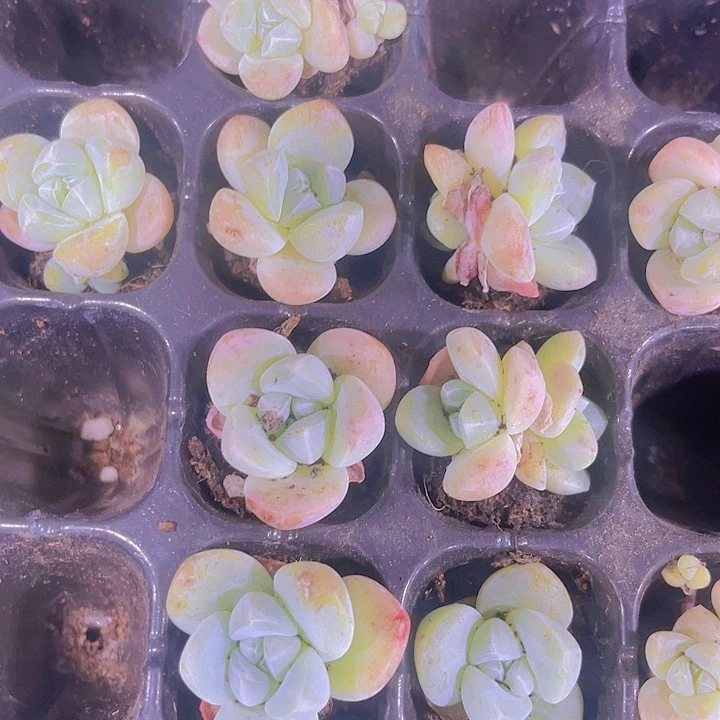 精品冰玉多肉植物