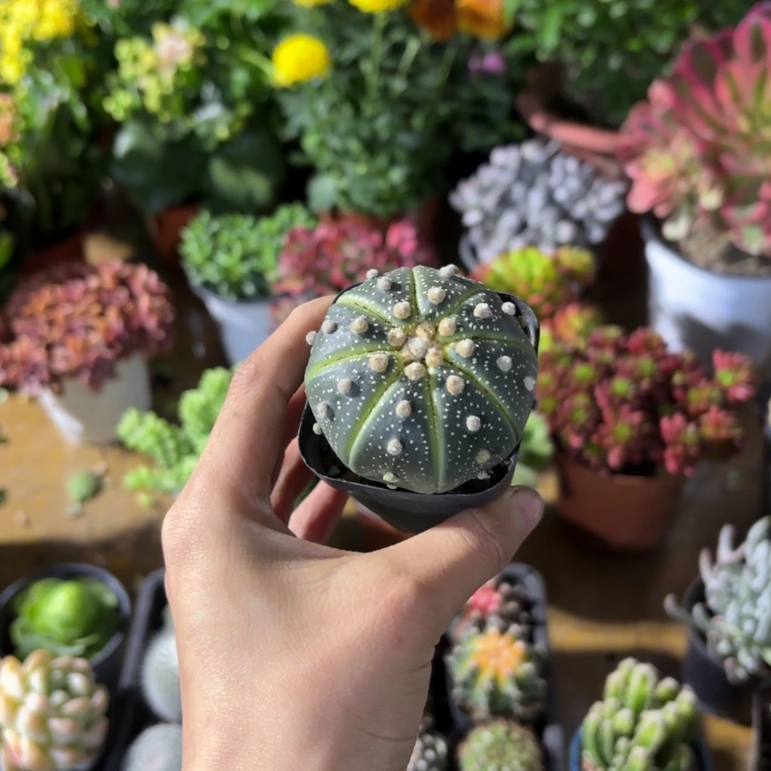 星兜福利福利福利