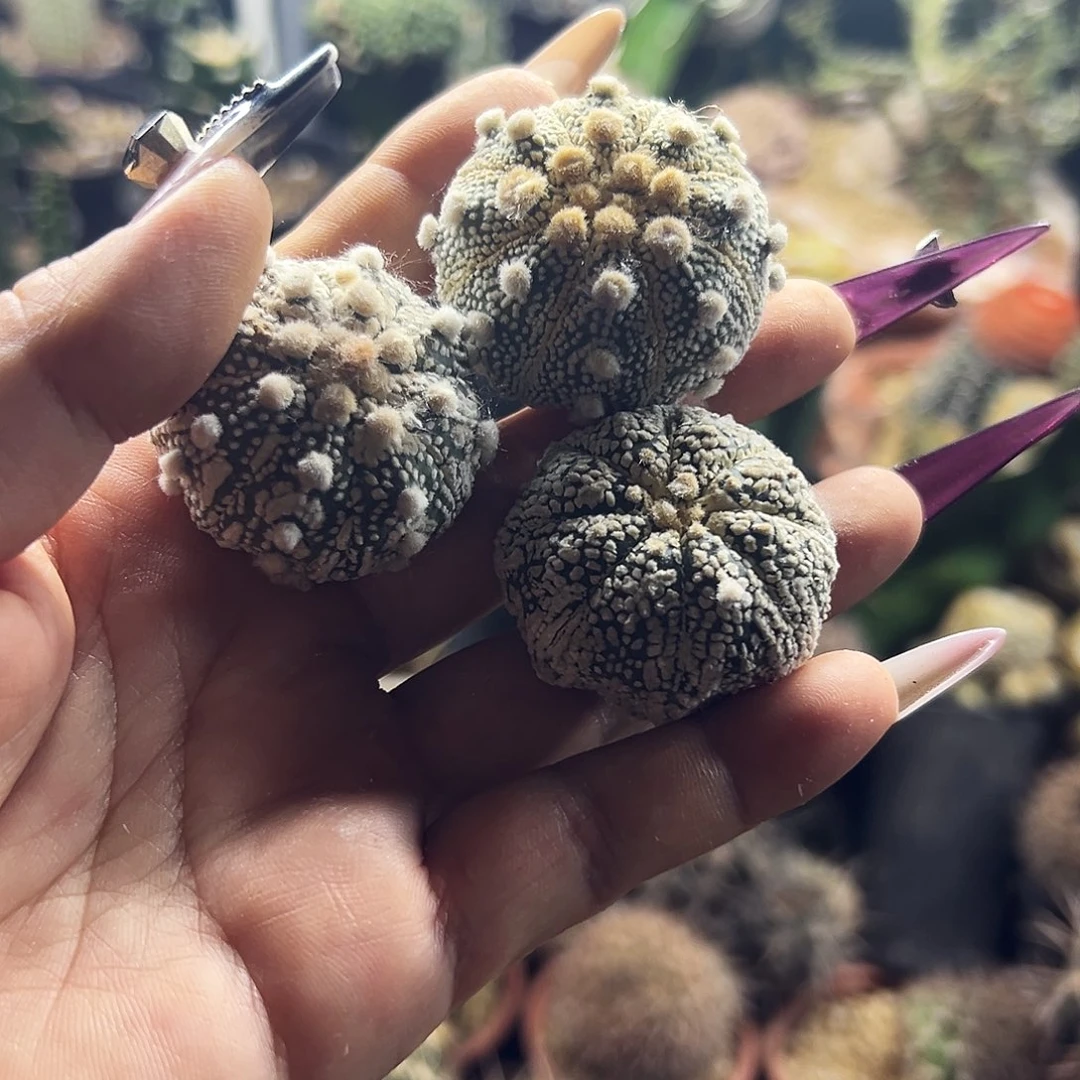 奇海星仙人球11111111