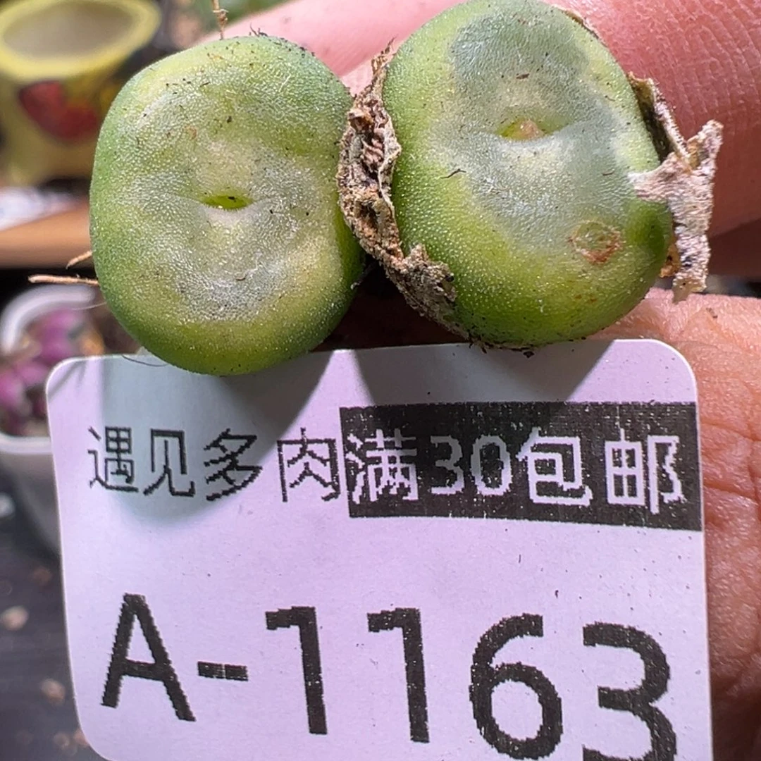 多肉植物1111111111111
