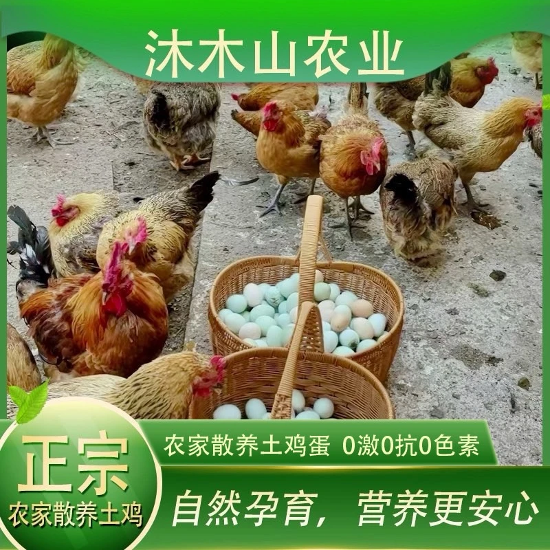 【顺丰包邮 破损包赔】正宗农家散养土鸡蛋原产地新鲜发货