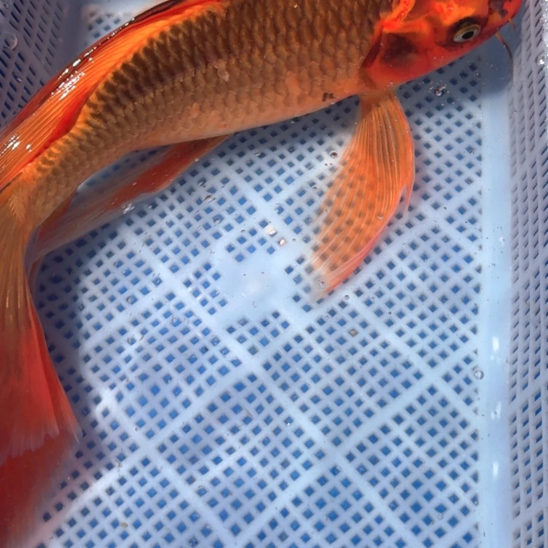 锦鲤精品锦鲤包邮包损