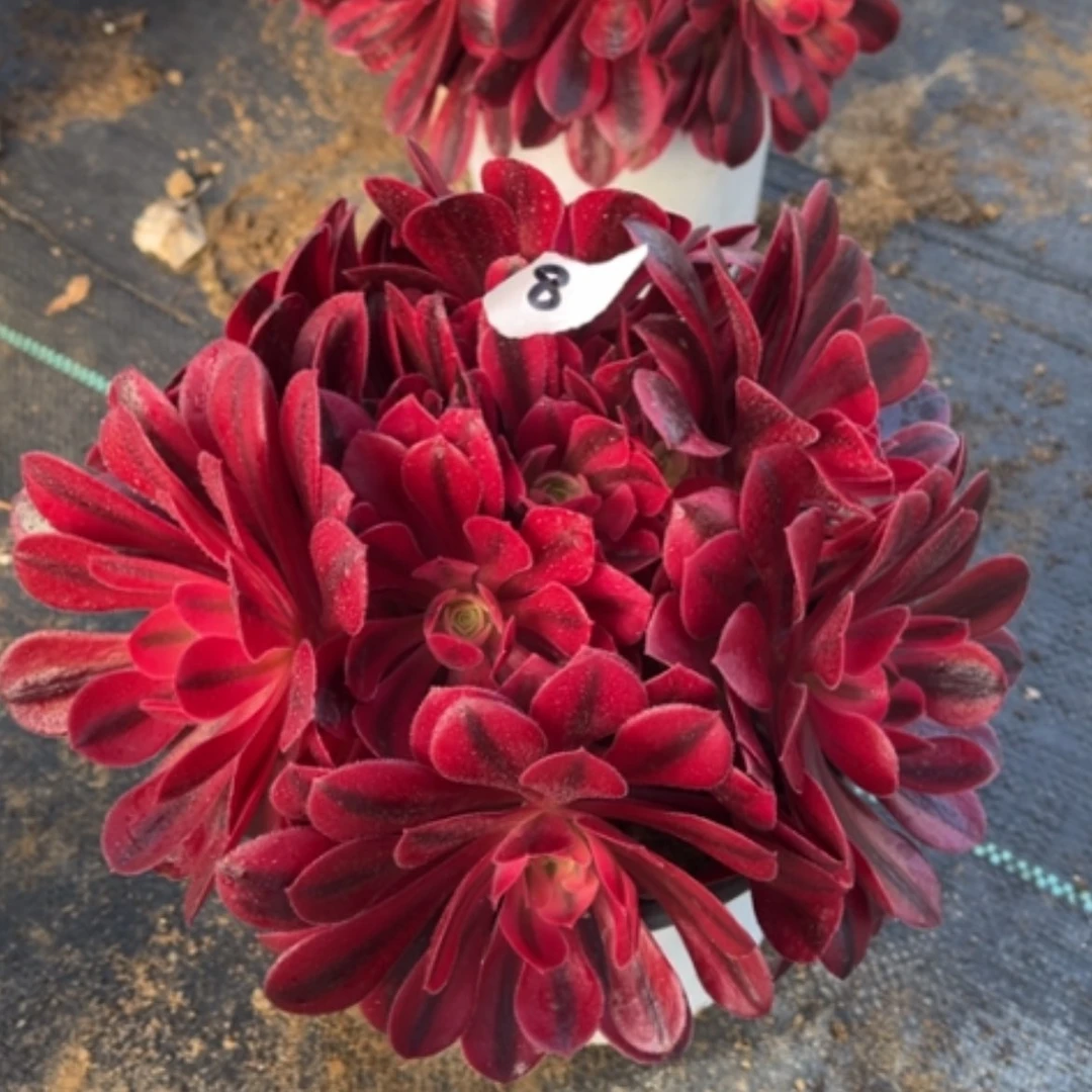 【闪购商品】8美杜莎多肉法师