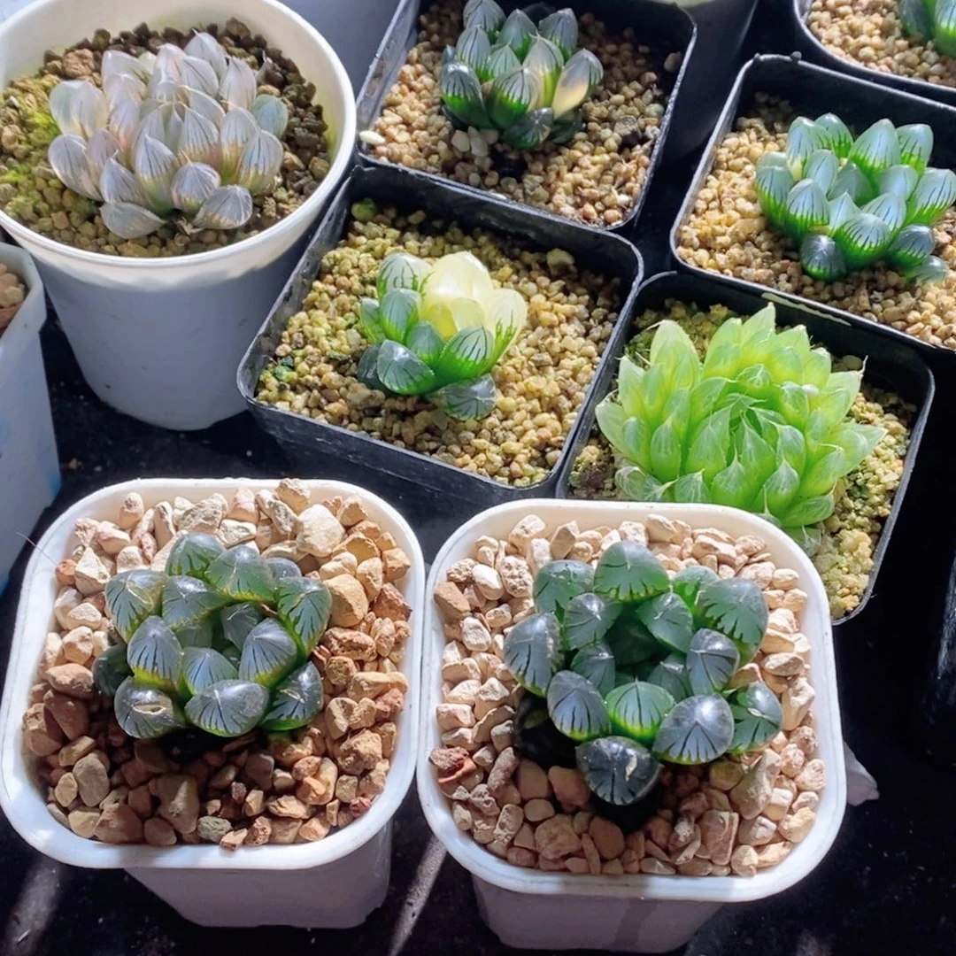 山*-实生玉露两颗玉露多肉