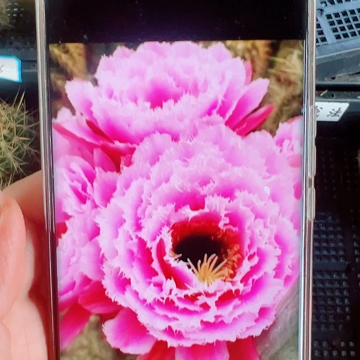 毛花柱芸儿侧芽拍一发二