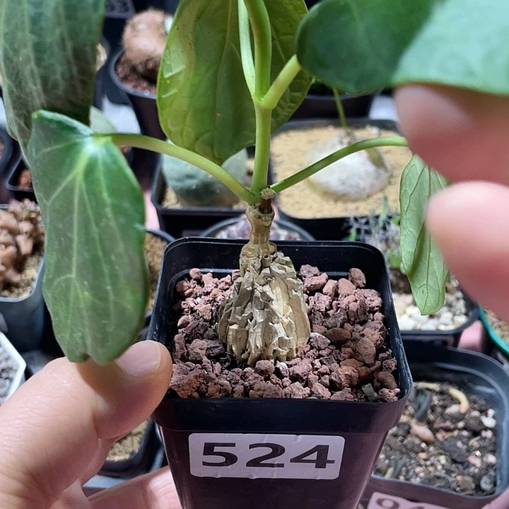 524龟甲箩魔块根，