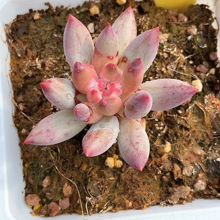 多肉植物虞美人6118