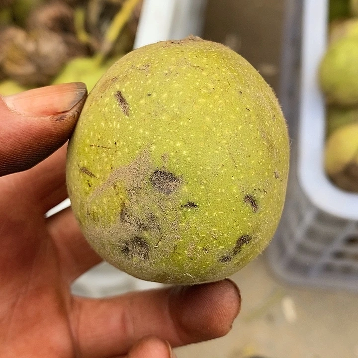 文旅核桃狮子头青皮