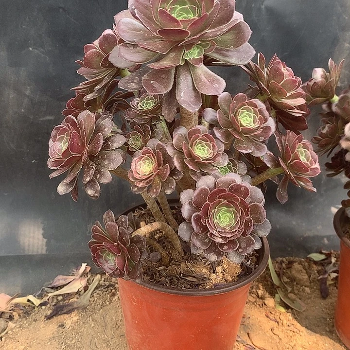 287灰法师多肉植物