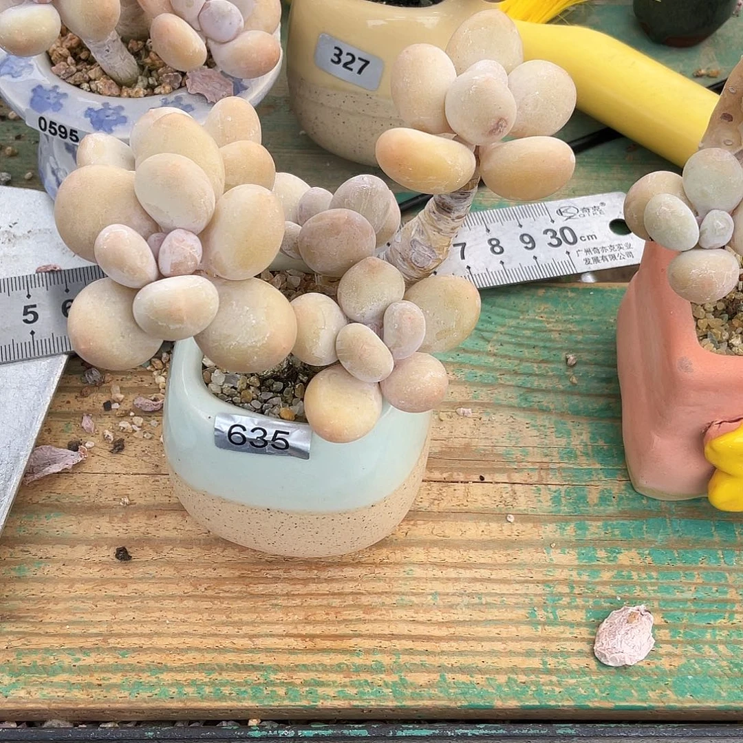 多肉植物的生长发育