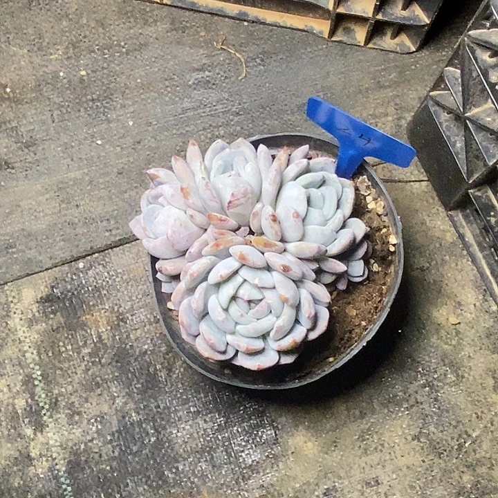 顾**歌24///////////////