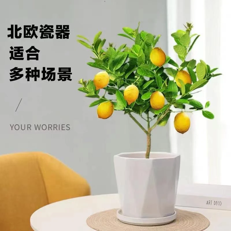 香水柠檬树盆栽网红阳台小植物可结果树苗四季常绿北欧风好养绿植
