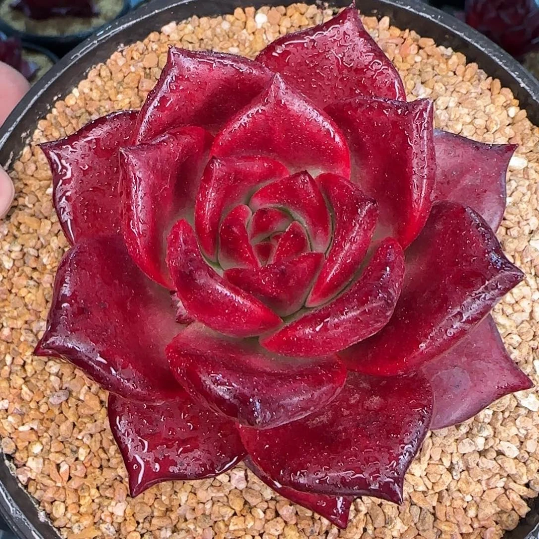 从前慢花园精选罗宾